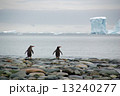 南極ペンギン 13240277