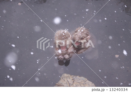 兄弟猿 兄弟猿 13240334