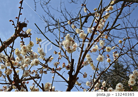 咲き初めの白梅（道後公園／愛媛県松山市道後町） 13240365