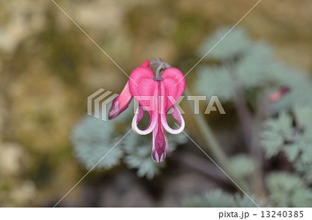 駒草 駒草 13240385