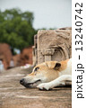 インド 遺跡の犬 13240742