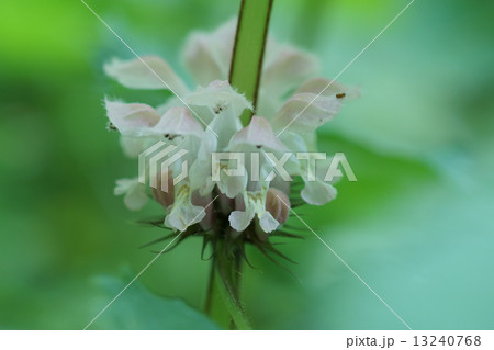 踊子草オドリコソウ 踊り子が楽しそうに舞っています。 踊子草オドリコソウ 踊り子が楽しそうに舞っています。 13240768