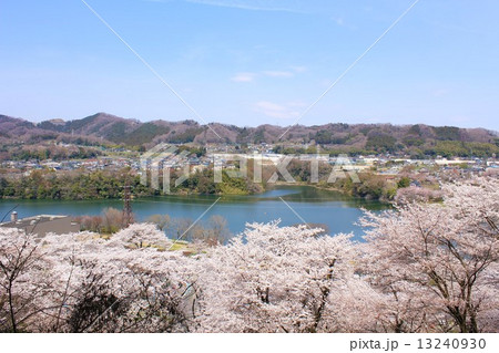 津久井湖の満開の桜 13240930