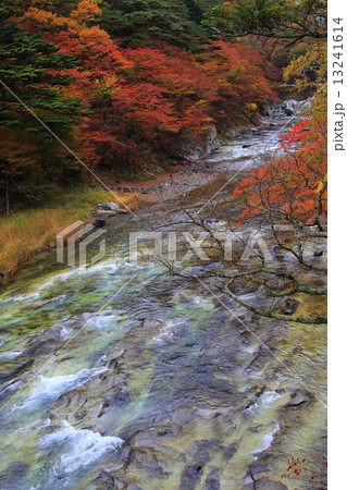 紅葉の箒川 13241614
