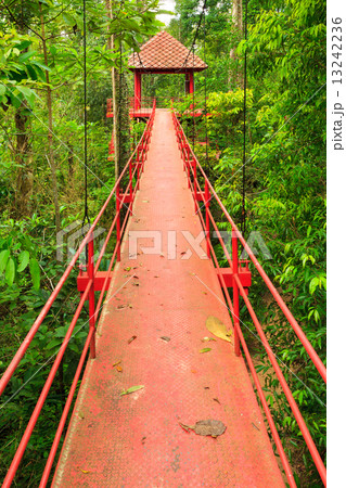 Bridge to the jungle,Trang,Thailand Bridge to the jungle,Trang,Thailand 13242236