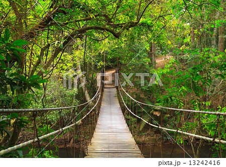 Bridge to the jungle,Khao Yai national park,Thailand 13242416