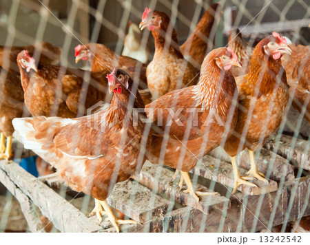 Red chicken in country side farm 13242542