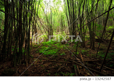 Bamboo forest 13242587