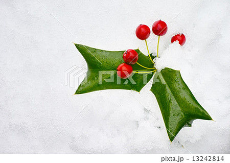 クリスマスホーリー 13242814