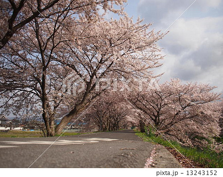 高田川　桜のトンネル 13243152