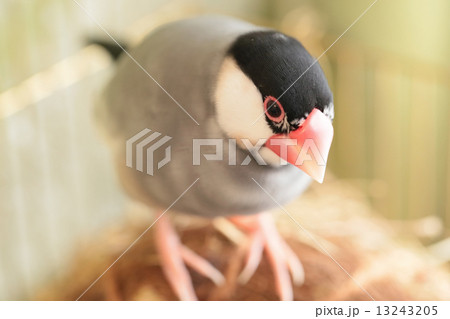 文鳥とつぼ巣 13243205