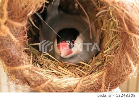 卵を抱くブンチョウ 13243208