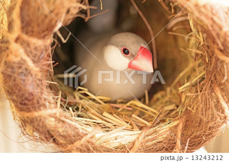 卵を抱くブンチョウ 13243212