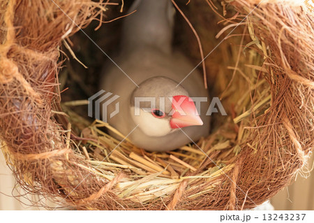 シルバー文鳥のメス シルバー文鳥のメス 13243237