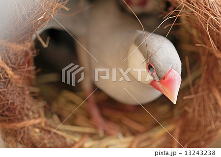 シルバー文鳥のメス シルバー文鳥のメス 13243238