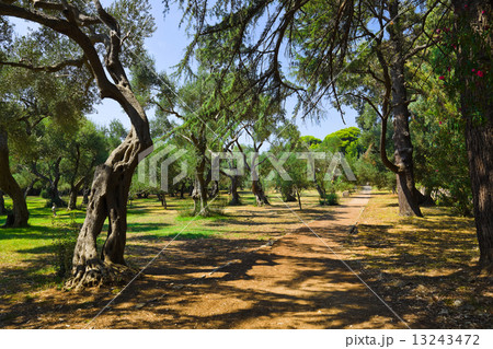 Pathway in park at Croatia Pathway in park at Croatia 13243472