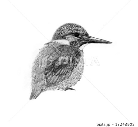 Kingfisher 13243905