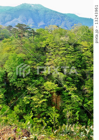 清々しい新緑の鳴子峡谷 清々しい新緑の鳴子峡谷 13243961
