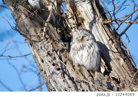 エゾフクロウ 13244069