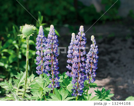 Violet wild lupine Violet wild lupine 13244108