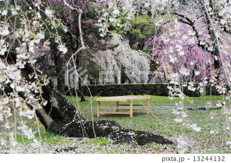 京都御苑　近衛邸跡の枝垂れ桜 13244132