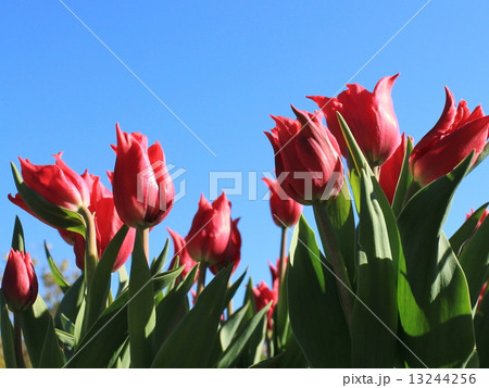 青空とチューリップ 13244256