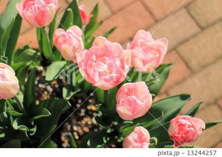 チューリップ 13244257