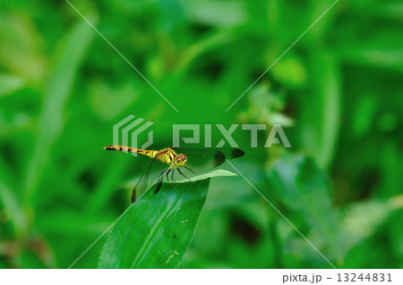 ノシメトンボ 13244831