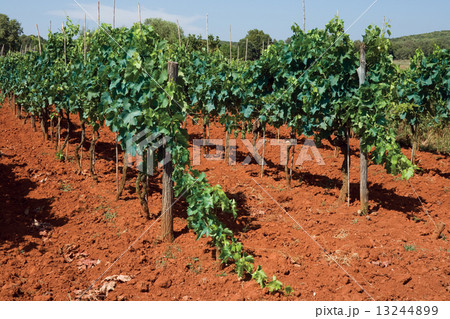 Grapes growing Grapes growing 13244899