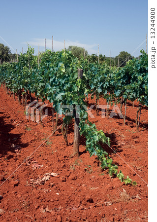 Grapes growing Grapes growing 13244900