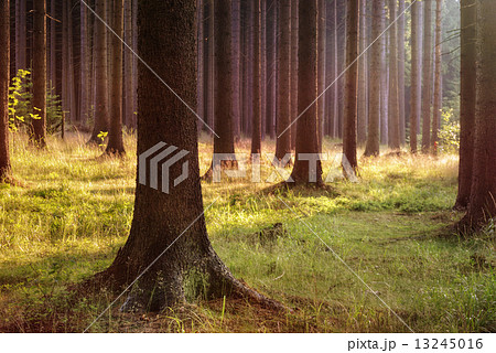Magical evening forest Magical evening forest 13245016