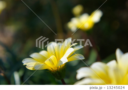 カザニア 13245024