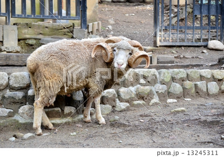 アモン角の牡羊 おひつじ の写真素材
