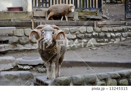 アモン角の牡羊 おひつじ 5の写真素材
