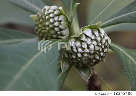 自然 植物 ミツマタ、冬の初めには早春に咲くための蕾が銀色に輝いています 自然 植物 ミツマタ、冬の初めには早春に咲くための蕾が銀色に輝いています 13245486