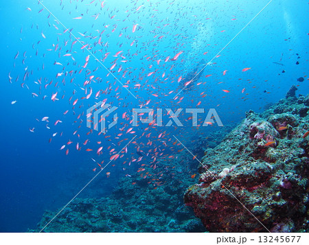 アカネハナゴイとダイバー アカネハナゴイとダイバー 13245677