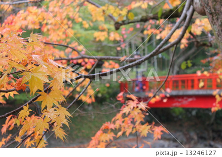 修善寺の紅葉 修善寺の紅葉 13246127