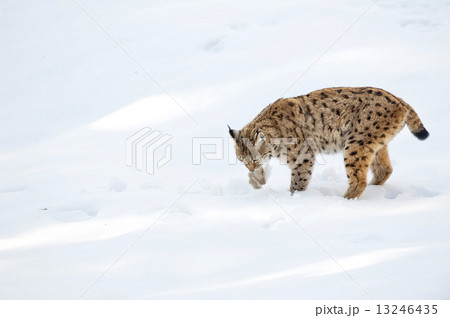 Lynx in the snow background while looking at you 13246435