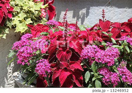 ペンタスとコリウス 13246952