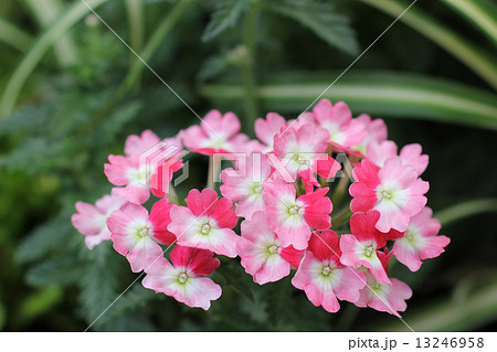 バーベナ 13246958