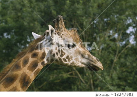 Giraffe 13247983