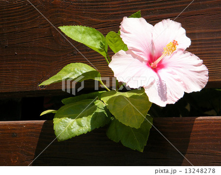 Neve Monosson Hibiscus 2010 Neve Monosson Hibiscus 2010 13248278