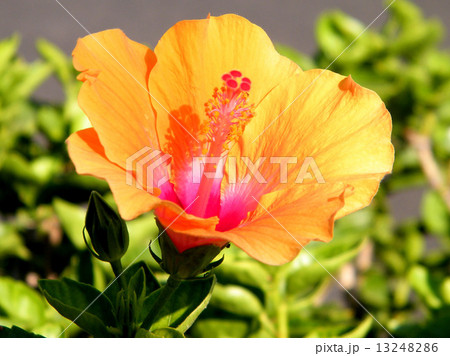 Neve Monosson Orange Hibiscus 2010 13248286