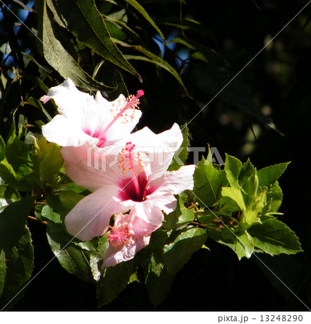 Neve Monosson Pink Hibiscus 2010 Neve Monosson Pink Hibiscus 2010 13248290