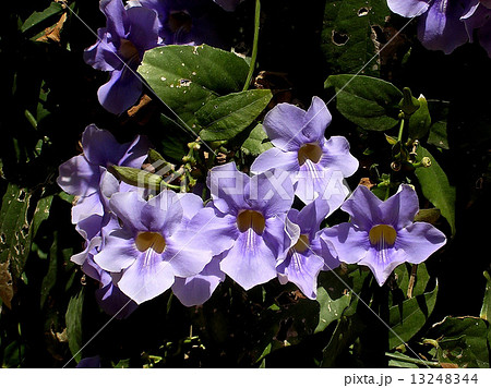 Neve Monosson Thunbergia Grandiflora 2005 13248344