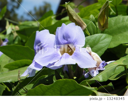 Neve Monosson Thunbergia Grandiflora 2010 13248345