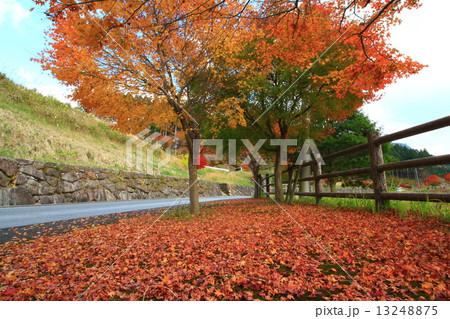 英彦山の紅葉 13248875