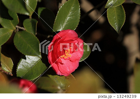 自然 植物 サザンカ ツバキより早く咲き 散るときは花びらがぱらぱらと散りますの写真素材
