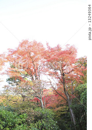 京都観光 13249364