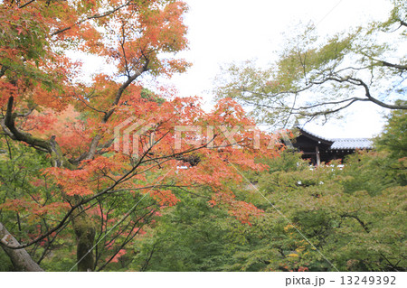 京都観光 13249392